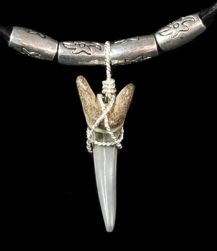Fossil Sand Tiger Shark Tooth Necklace #47588